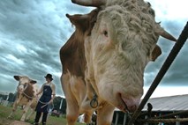 Nov sum na BSE pri kravi iz žalske občine