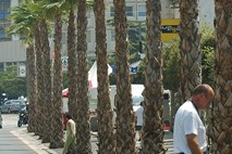 Palme (in sprehajalci) v Kopru zdaj pod videonadzorom