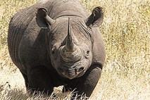 Divji lovci ogrožajo nosoroge