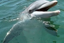Bi nam šepetalci delfinom lahko pomagali pri komunikaciji z Nezemljani?