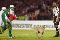 Video: Policijski pes zbežal na igrišče in prekinil nogometno tekmo