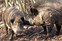 Divja svinja v Nemčiji povzročila hudo prometno nesrečo s tremi smrtnimi žrtvami