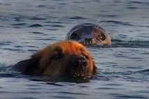 Foto: Ko se psa petnajst metrov stran od obale srečata s prijaznim tjulnjem