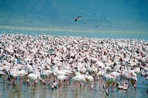 Tragični konec: 140 flamingov poginilo po stiku z žicami električnega omrežja