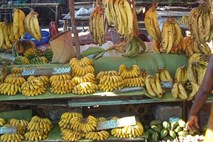 Mesojeda banana straši prebivalce Mozambika