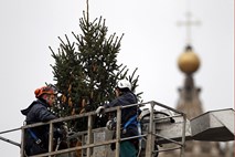 Papež prižgal lučke na "največjem božičnem drevesu na svetu"