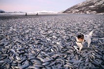 Na obalo Norveške je naplavilo več ton mrtvih rib