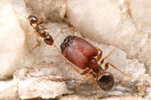 S preprosto manipulacijo ličink ustvarili prazgodovinske mravlje super vojake