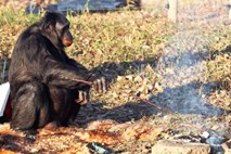 Bonobo Kanzi se je z gledanjem filmov o razvoju človeka naučil zanetiti ogenj