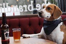 V pivnici v Newcastlu so pričeli točiti pivo, ki je posebej namenjeno psom