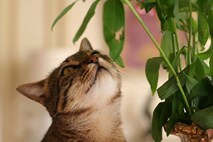 Veste, katere rastline ogrožajo zdravje vaše mačke?