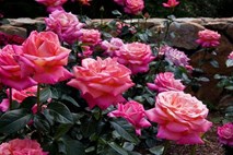 Polepšajte svoj vrt in okolico doma z nasadom vrtnic