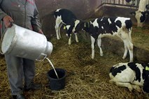 Začasna prepoved oddaje: V mleku ene od gorenjskih kmetij rakotvorni aflatoksini