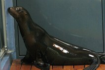 V Washingtonu našli osem ustreljenih morskih levov