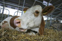 Rusija zaradi virusa še za prepoved uvoza goveda iz držav EU