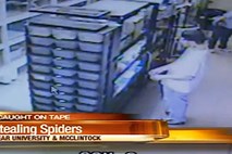 Arizona: Varnostna kamera ujela tatu pajkov, ki si je živali tlačil v hlače