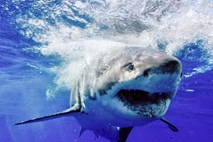 Lani kar dvakrat več napadov morskih psov s smrtnim izidom kot leto prej