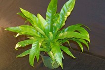 Pet tropskih sobnih rastlin, ki potrebujejo le malo nege