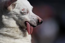 Poginil najgrši pes na svetu, 15 let stara psička Yoda