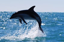 Delfini poznajo različne vrste zavezništev, kar razkriva njihovo veliko inteligenco