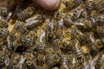 Pesticidi ogrožajo čebele in čmrlje v ZDA