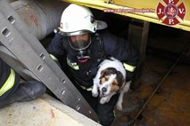 Gasilci iz rezervoarja z nevarnimi snovmi rešili psa, a jim je takoj pobegnil