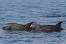 V Državnem zboru razstava delfinov v slovenskem morju ob svetovnemu dnevu Zemlje