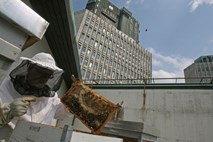 "Cankarjeve čebele" se pripravljajo na novo sladko sezono v ljubljanskih parkih