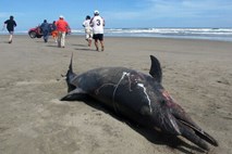 Kaj se dogaja? Na perujskih plažah letos poginilo že 877 delfinov