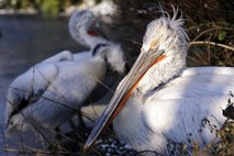 Smrtonosen virus ali nafta? V Peruju našli še 500 trupel pelikanov