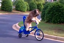 Namesto sprehodov vožnja s kolesom: Američanka svojega psa naučila kolesariti
