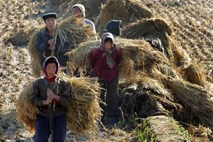 Pomanjkanje hrane v Severni Koreji vedno hujše; lakota vodi ljudi v grozljivo početje