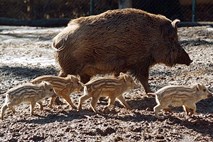 Divje svinje na jutranjem potepu in kopanju, Nemci pa panični
