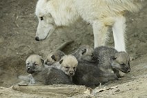 V dunajskem živalskem vrtu na plano končno pokukali mladiči polarnega volka