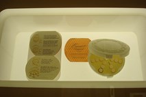 Muzej kontracepcije in splava: kondomi iz ovčjih črev in žaba, ki je ugotavljala nosečnost