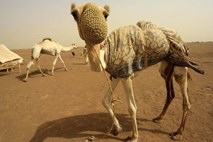Somalijski islamisti ponujajo nagrado: Za Obamo deset kamel, za Clintonovo le kokoši