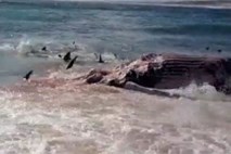 Na stotine morskih psov raztrgalo nasedlega kita