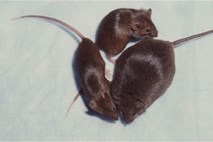Slovenijo trese mišja mrzlica