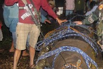 Na Filipinih živi Lolong, največji krokodil v ujetništvu