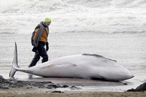 Južna Koreja želi izvajati kitolov v znanstvene namene, drugi v njeno iskrenost dvomijo