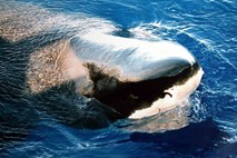 Kajakaš med veslanjem v oceanu za seboj zagledal plavut belega morskega psa