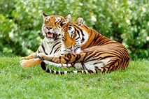 Moški vdrl v živalski vrt, pokončali so ga trije tigri