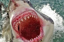 Po napadu na surferja bi Avstralci ponovno lovili zaščitene bele morske pse
