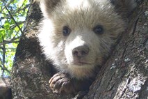 V naselju Primoži v občini Kočevje odstrelili še drugega medvedjega mladiča in medvedko