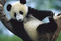 20-letna panda Bai Yun skotila že šestega mladiča