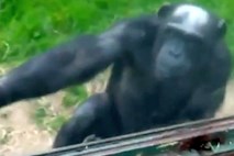 Šimpanz v živalskem vrtu je z znakovnim jezikom obiskovalce prosil za osvoboditev