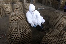 Indoneziji še vedno grozi ptičja gripa: zabeležili novo smrtno žrtev