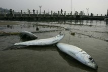 Zaradi napake v čistilni napravi v Savi Bohinjki množičen pogin rib