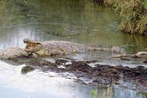 Obsežna akcija: Na avstrijskem Koroškem iščejo krokodila