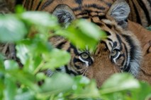 Nemčija: V živalskem vrtu tiger napadel oskrbnico, ki je zaradi hudih poškodb umrla